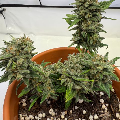 August growlog timeline photo