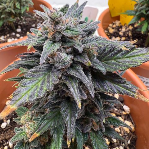 Wille growlog timeline photo