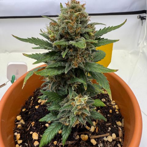 Simon growlog timeline photo
