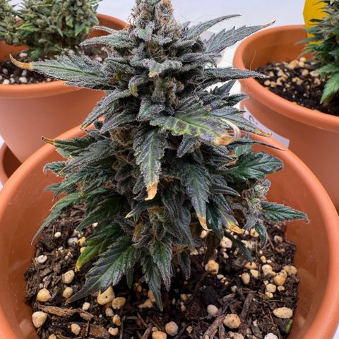 Wille growlog timeline photo