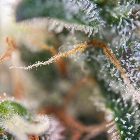 Simon growlog timeline photo