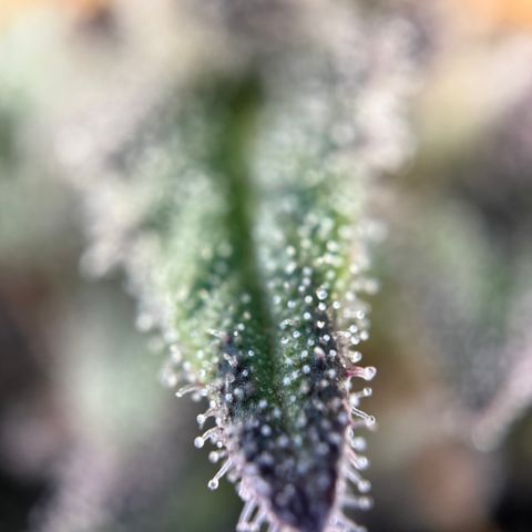 Simon growlog timeline photo