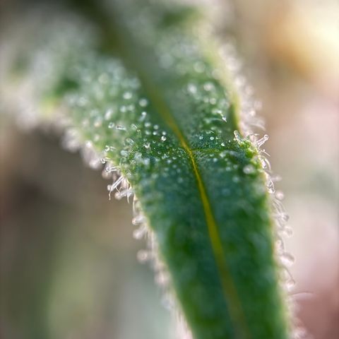 Simon growlog timeline photo