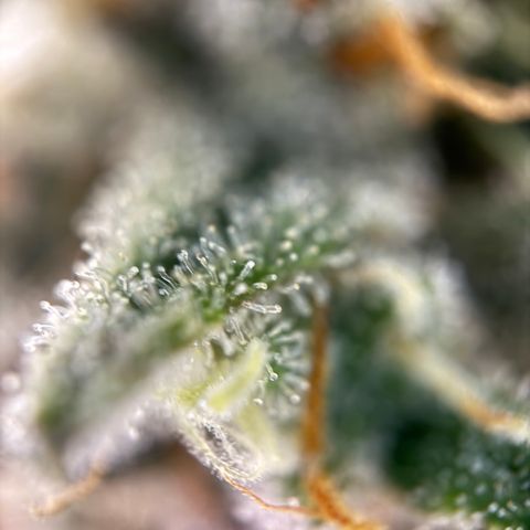 Simon growlog timeline photo
