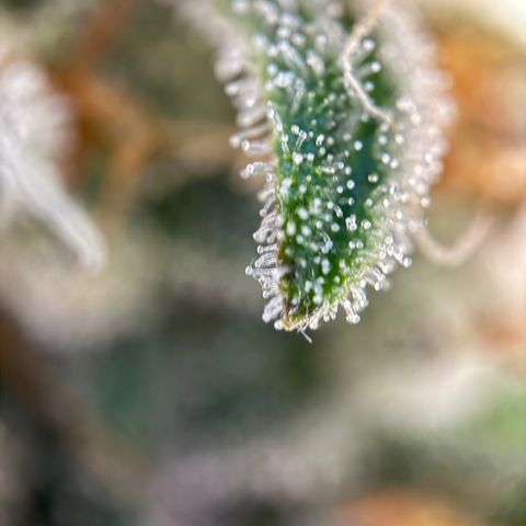 Simon growlog timeline photo