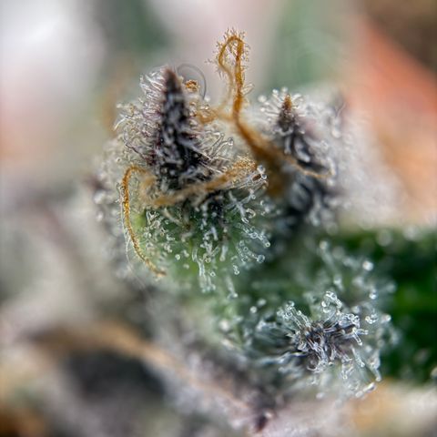 Simon growlog timeline photo