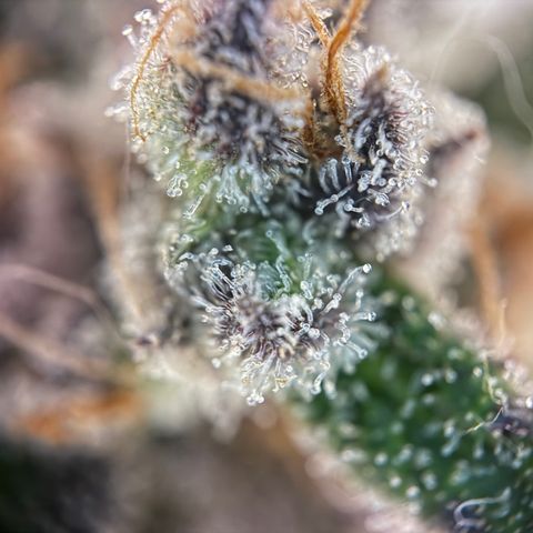 Simon growlog timeline photo