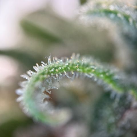 Simon growlog timeline photo