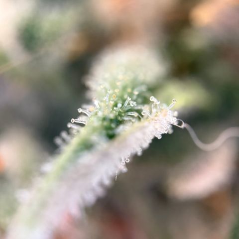 Simon growlog timeline photo