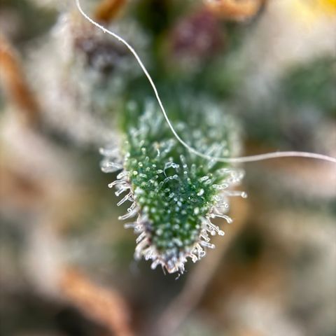 Simon growlog timeline photo