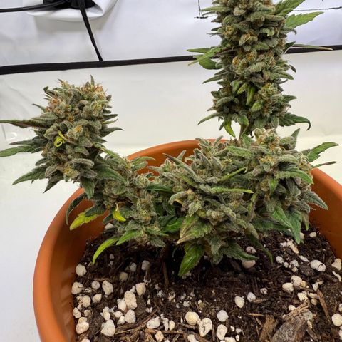 August growlog timeline photo