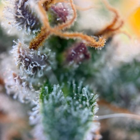 Simon growlog timeline photo