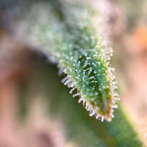 Simon growlog timeline photo