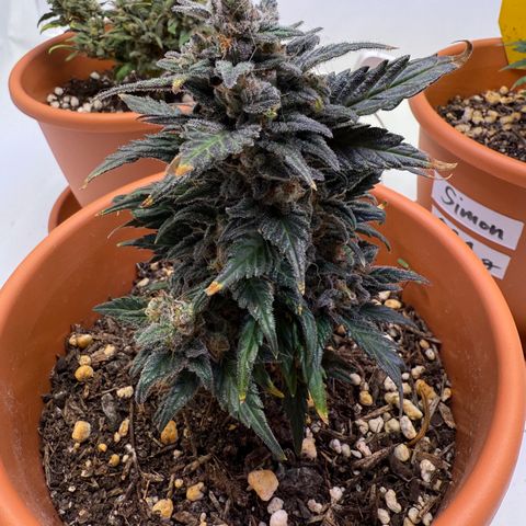 Wille growlog timeline photo