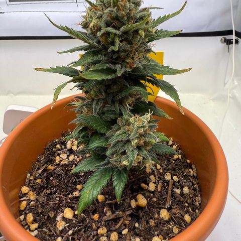 Simon growlog timeline photo