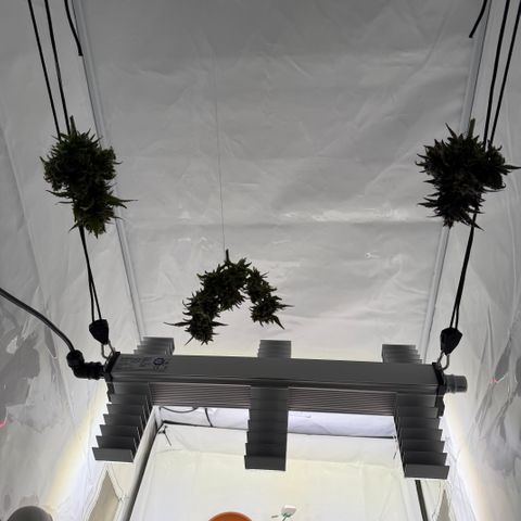 Simon growlog timeline photo