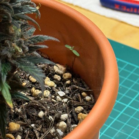 Wille growlog timeline photo