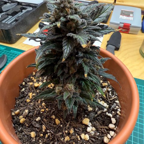 Wille growlog timeline photo