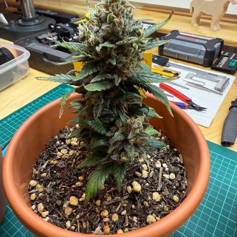 Simon growlog timeline photo