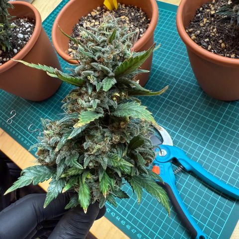 Simon growlog timeline photo