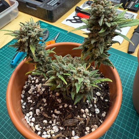 August growlog timeline photo