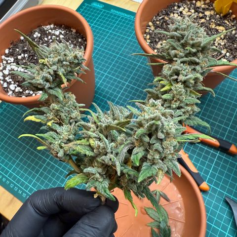 August growlog timeline photo