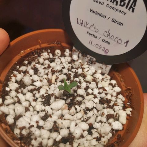 Nance`s Chocolate I growlog timeline photo