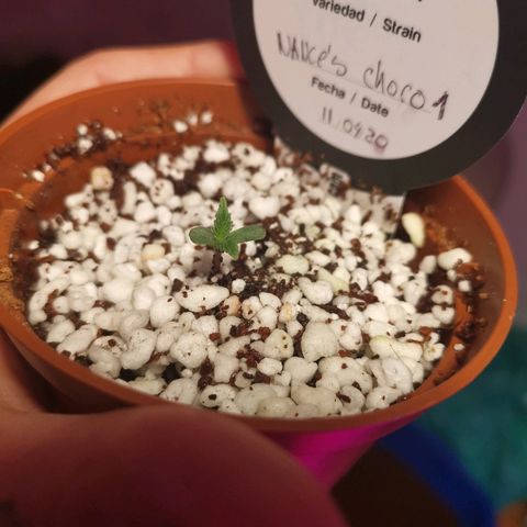 Nance`s Chocolate I growlog timeline photo