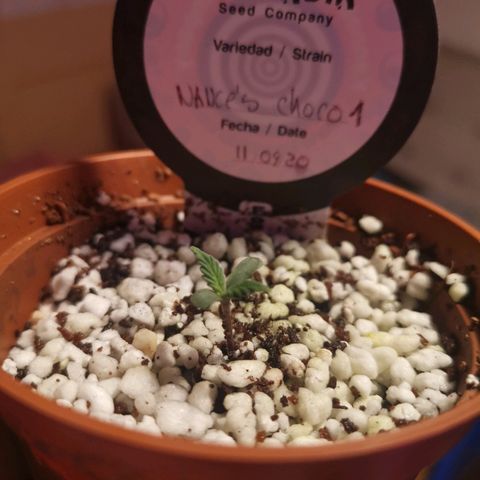 Nance`s Chocolate I growlog timeline photo