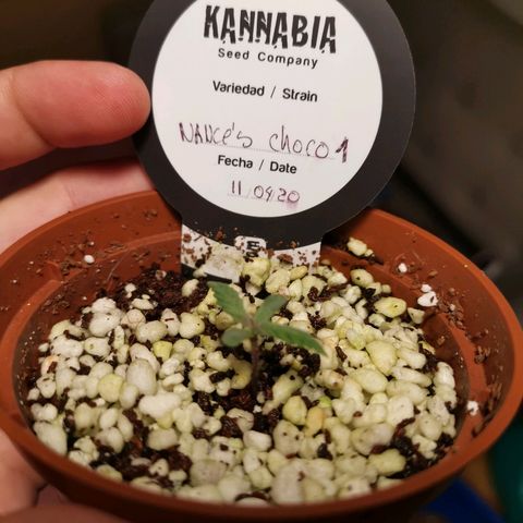 Nance`s Chocolate I growlog timeline photo