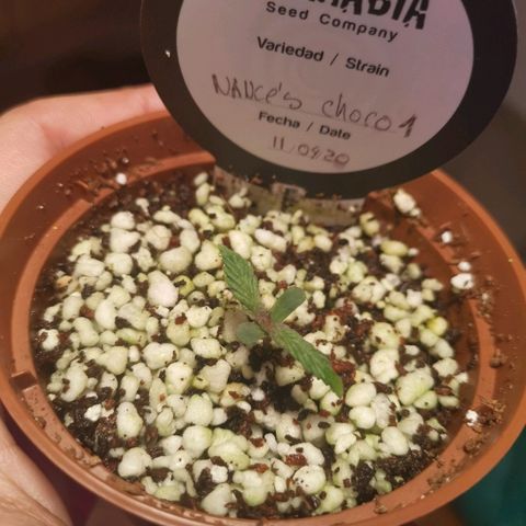 Nance`s Chocolate I growlog timeline photo