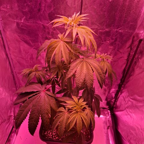 Toxic OG Kush growlog timeline photo