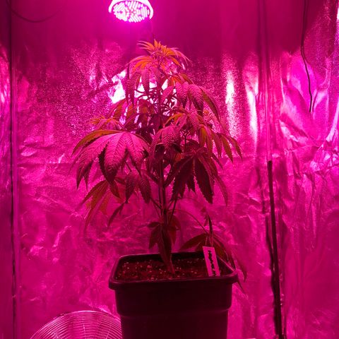 Toxic OG Kush growlog timeline photo