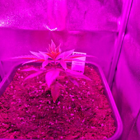 Toxic OG Kush growlog timeline photo