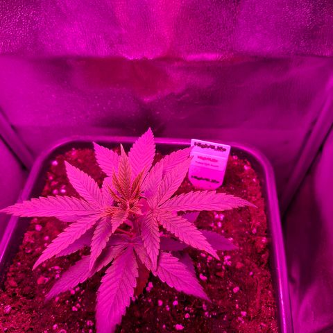 Toxic OG Kush growlog timeline photo