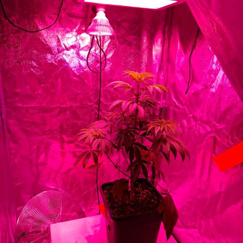 Toxic OG Kush growlog timeline photo