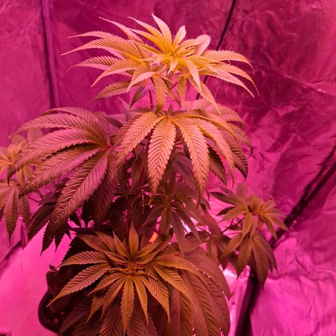 Toxic OG Kush growlog timeline photo