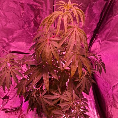 Toxic OG Kush growlog timeline photo