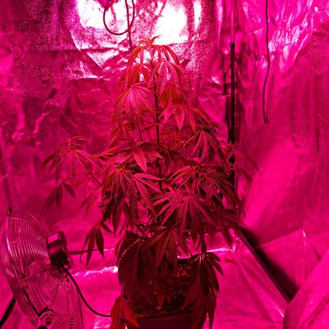 Toxic OG Kush growlog timeline photo