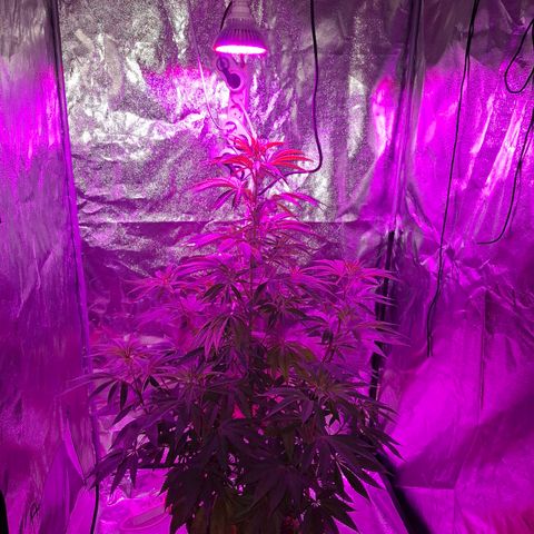Toxic OG Kush growlog timeline photo
