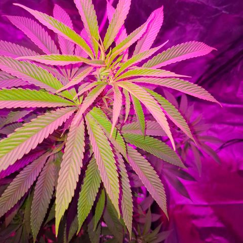 Toxic OG Kush growlog timeline photo
