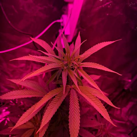 Toxic OG Kush growlog timeline photo