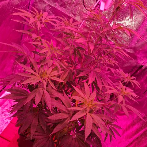 Toxic OG Kush growlog timeline photo