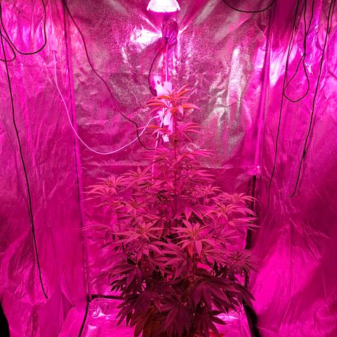 Toxic OG Kush growlog timeline photo