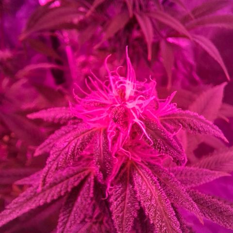 Toxic OG Kush growlog timeline photo