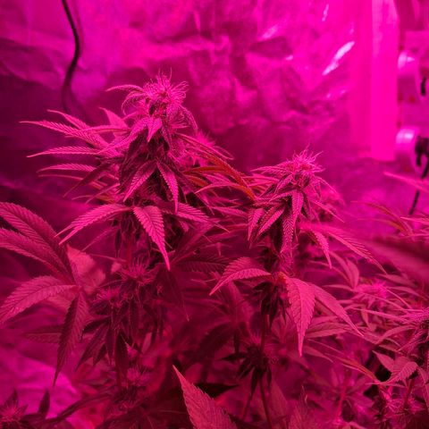 Toxic OG Kush growlog timeline photo
