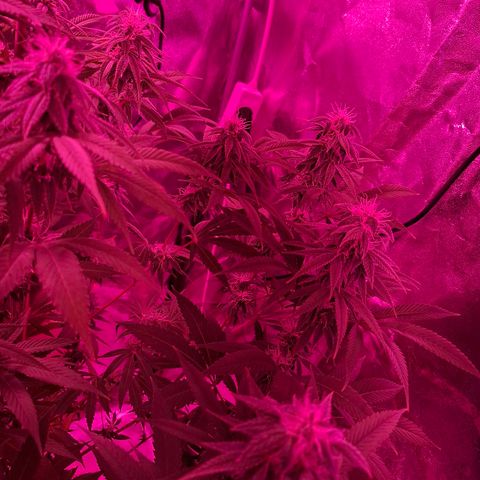 Toxic OG Kush growlog timeline photo