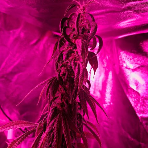 Toxic OG Kush growlog timeline photo