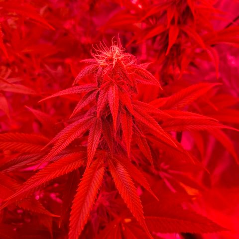 Toxic OG Kush growlog timeline photo