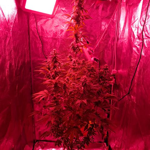Toxic OG Kush growlog timeline photo